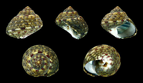 Gibbula adriatica